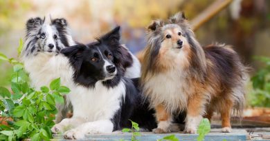 According to a Canine Psychologist, these are the “smartest” dog breeds