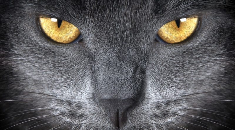 Here's how science explains why cats' eyes look so strange and scary