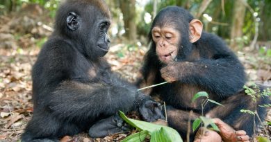 Chimps and gorillas were seen fighting for the first time in the wild