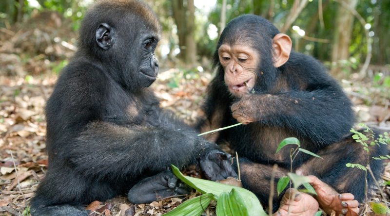 Chimps and gorillas were seen fighting for the first time in the wild