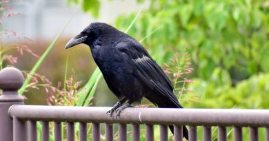 12 strange reasons why crows and ravens are the best birds, no question