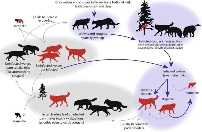 Diagram showing the possible feedback loop between wolves, cougars, and T. gondii Diagram showing the possible feedback loop between wolves, cougars, and T. gondii