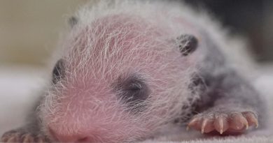 Giant Panda cubs are born surprisingly small, but it turns out that’s because they’re “undercooked”