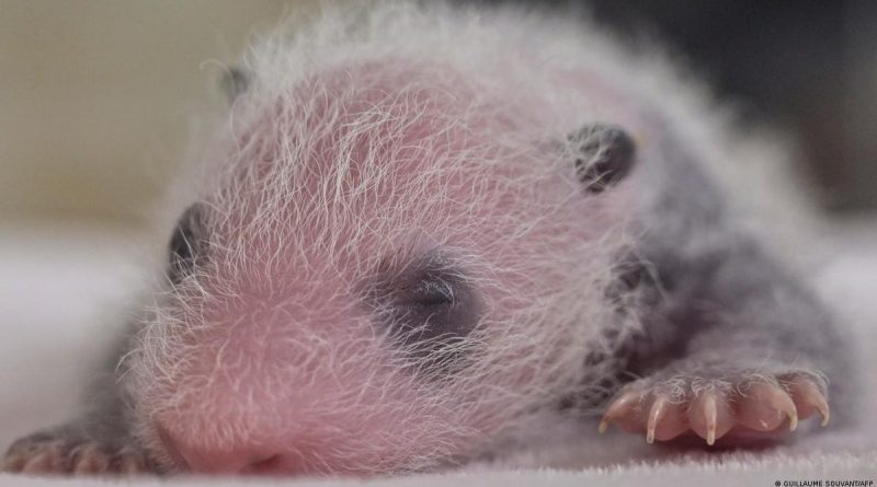 Giant Panda cubs are born surprisingly small, but it turns out that's because they're "undercooked"
