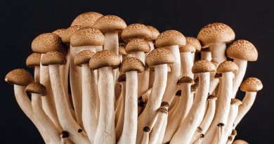 Here is what magic mushrooms do to your body and brain