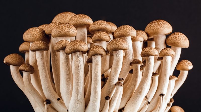 Here is what magic mushrooms do to your body and brain