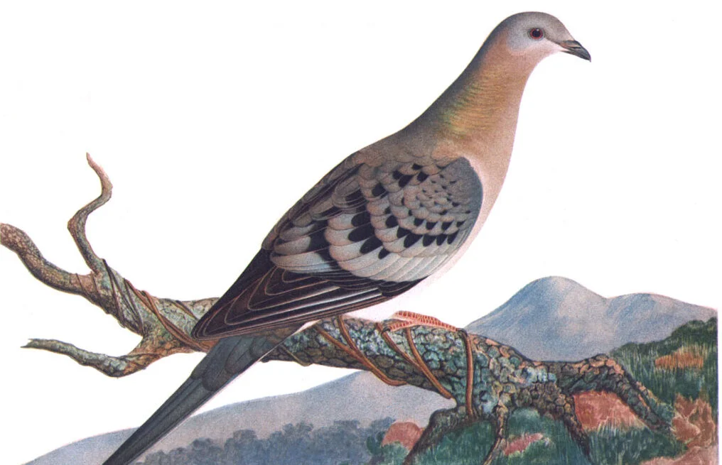 Passenger Pigeons Passenger Pigeons