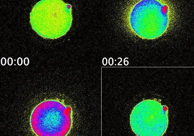 Scientists have caught the flash of light that happens when a sperm meets an egg