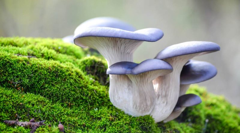 Scientists put nine recreational drugs in order from least dangerous to most dangerous