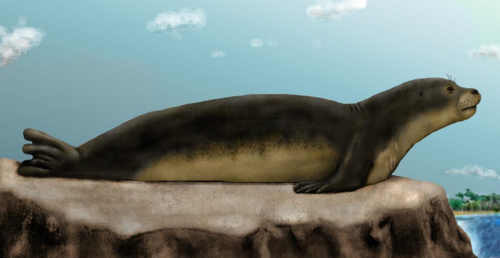The Caribbean Monk Seal The Caribbean Monk Seal