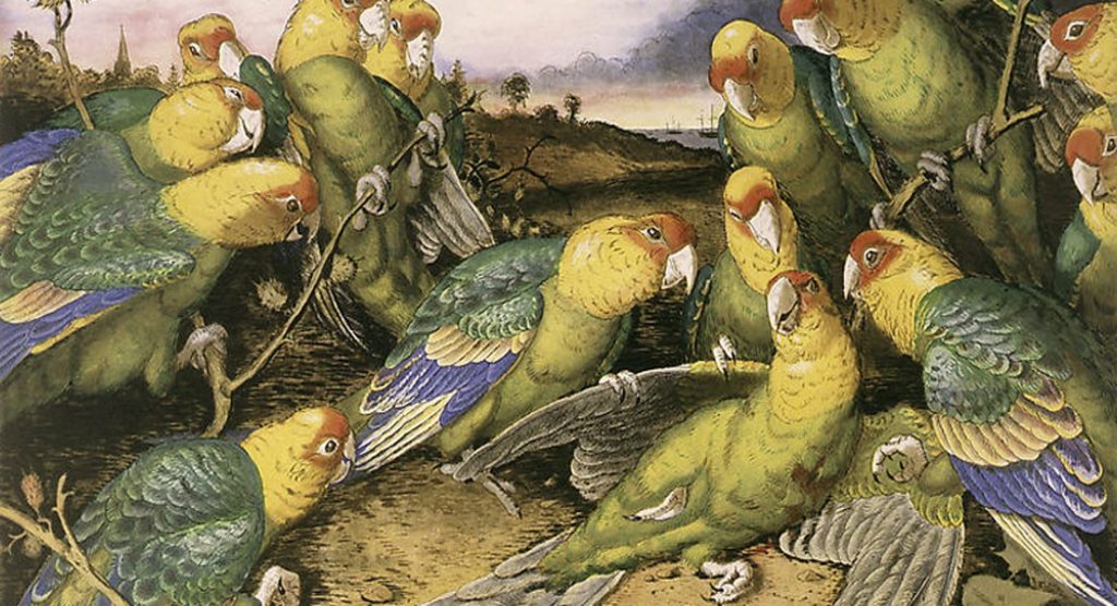 The Carolina Parakeet The Carolina Parakeet