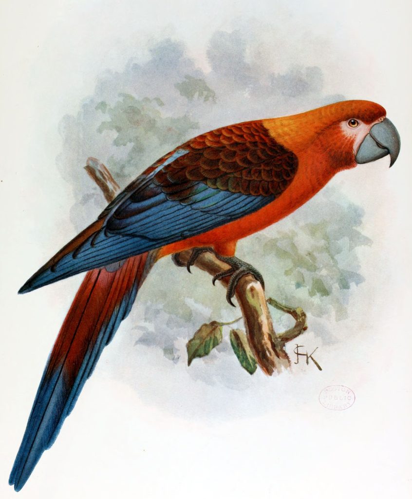 The Cuban Macaw The Cuban Macaw