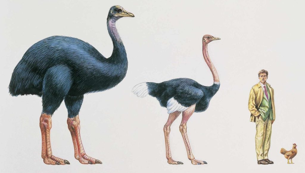 The Elephant Bird The Elephant Bird