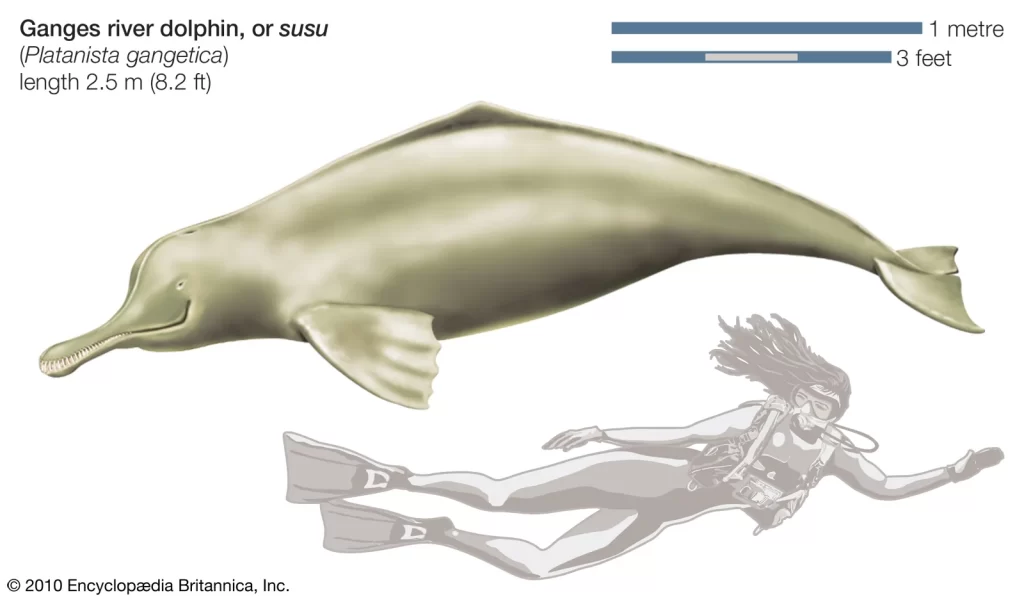 The Freshwater Dolphin The Freshwater Dolphin