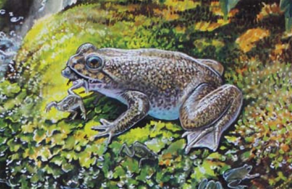 The Gastric-brooding Frog The Gastric-brooding Frog