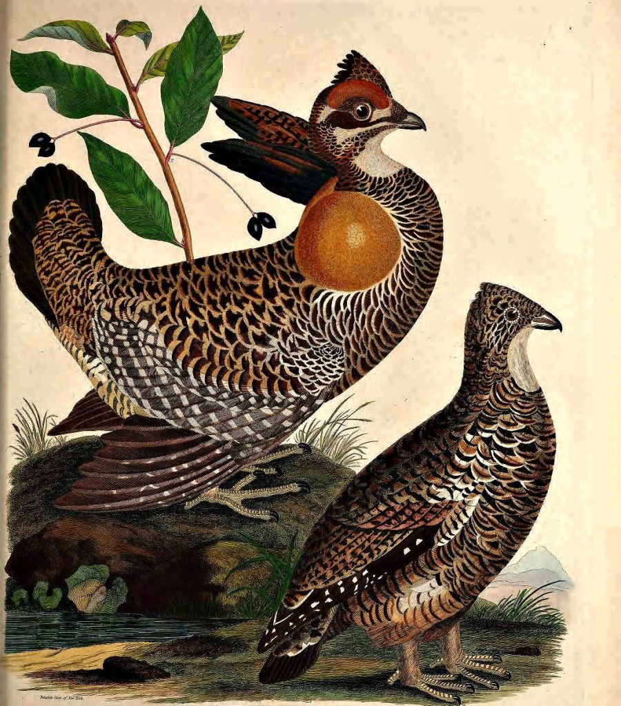 The Heath Hen The Heath Hen