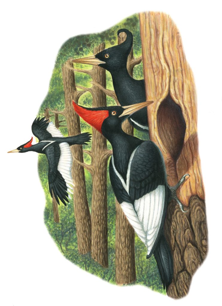 The Imperial Woodpecker The Imperial Woodpecker