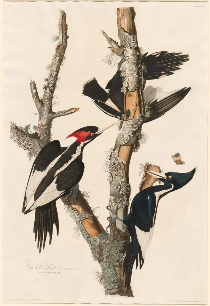 The Ivory-billed Woodpecker The Ivory-billed Woodpecker