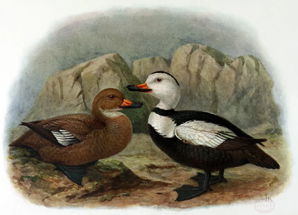 The Labrador Duck The Labrador Duck