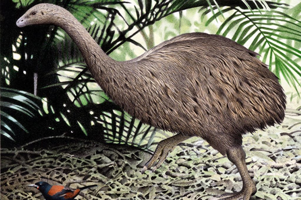 The Moa The Moa