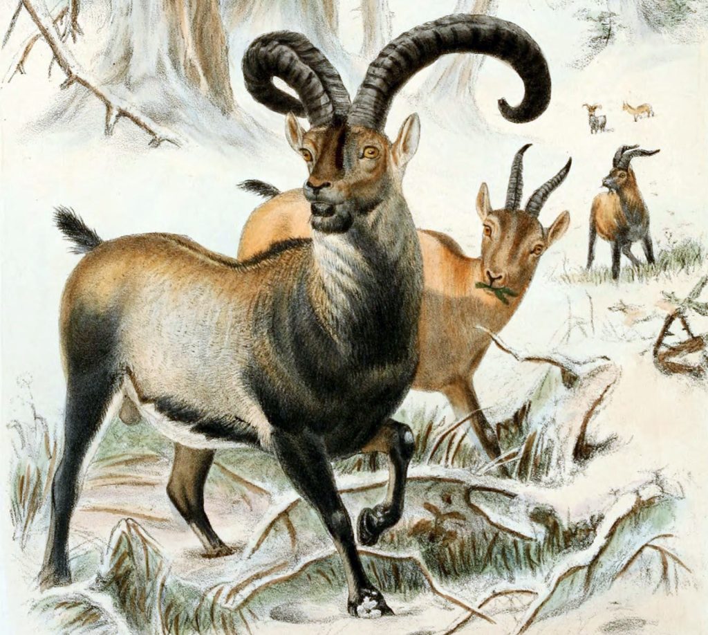The Pyrenean Ibex The Pyrenean Ibex
