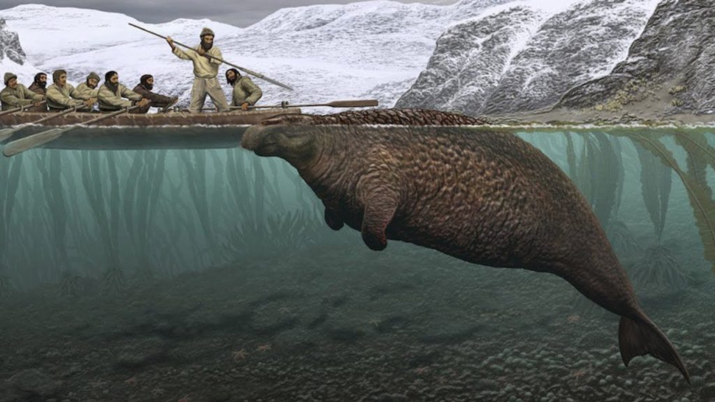 The Steller's Sea Cow The Steller's Sea Cow