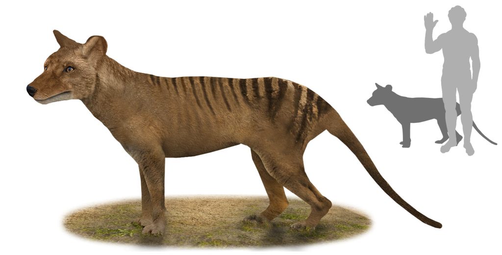 The Tasmanian Tiger The Tasmanian Tiger