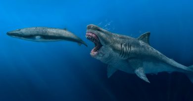 The thing that killed the giant Megalodon might still live in our oceans today