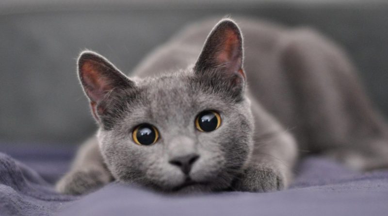 These Are the Indications That Your Cat Will Live a Long Life