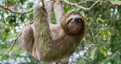 This is what sloths have to go through every time they have to go to the bathroom