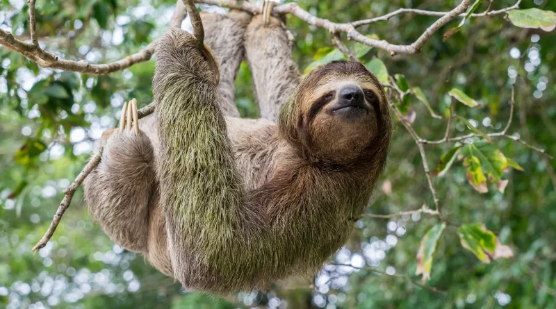 This is what sloths have to go through every time they have to go to the bathroom