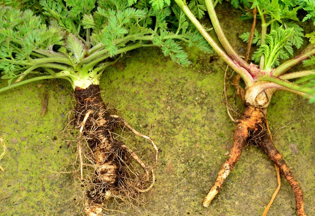 Wild carrot
