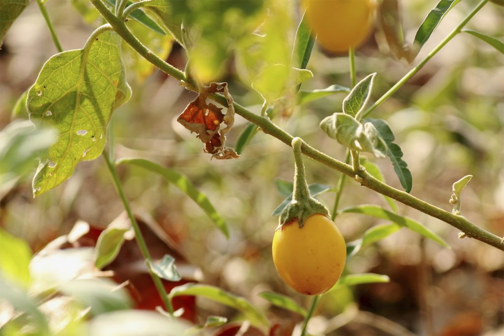 Wild eggplant