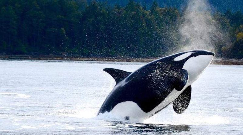 Wild orcas