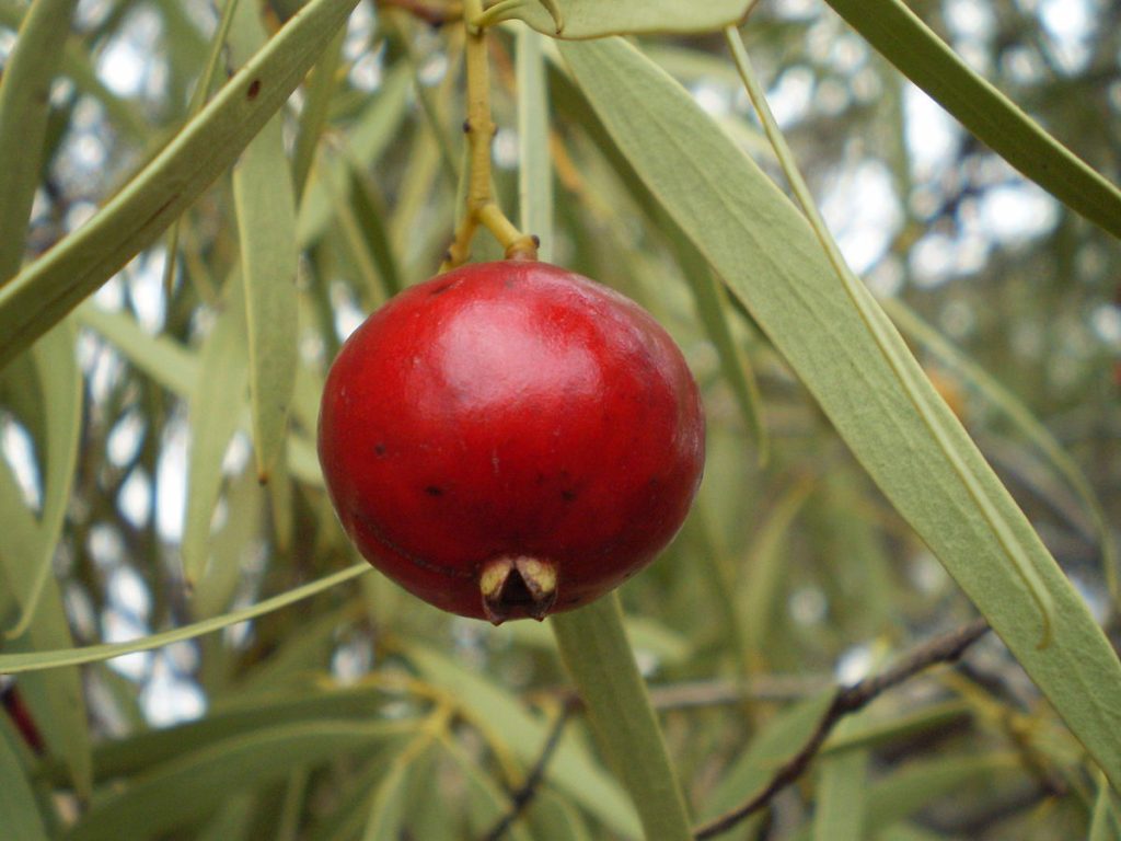 Wild peach