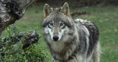 Wolves with the famous mind-altering parasite have a strange thing happen to them