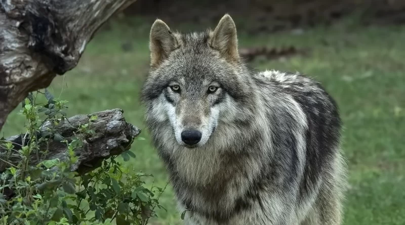 Wolf in Yellowstone National Park