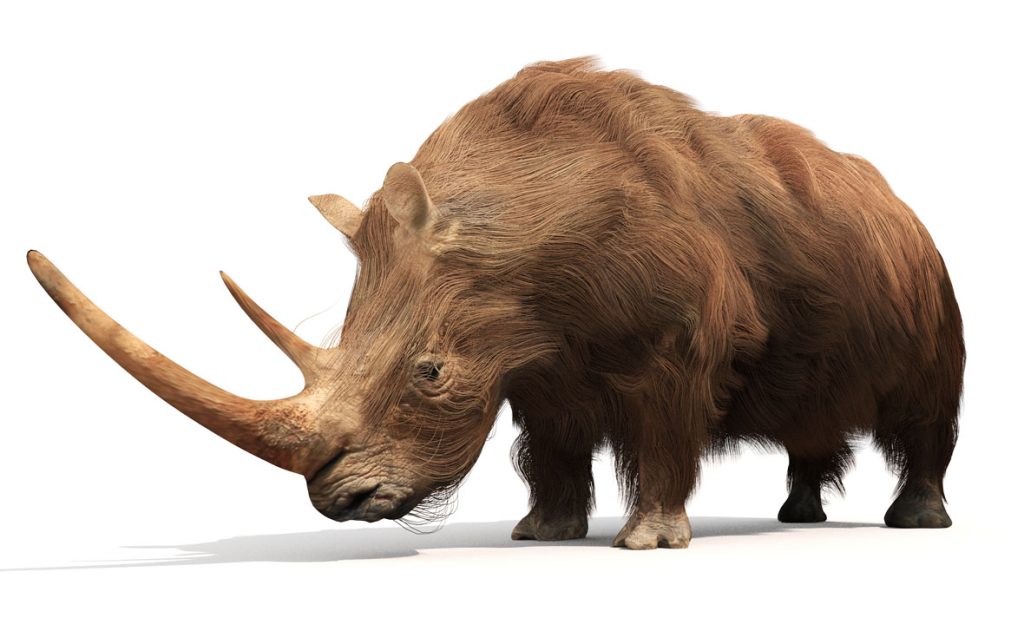 Wooly Rhinoceros