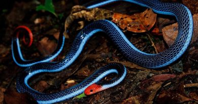 You will die horribly from the poison of this beautiful snake