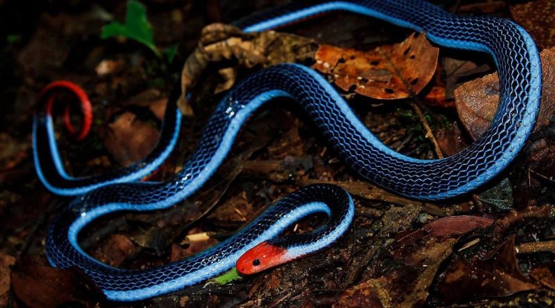 You will die horribly from the poison of this beautiful snake