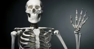 Here are 6 interesting things you might not know about the human skeleton