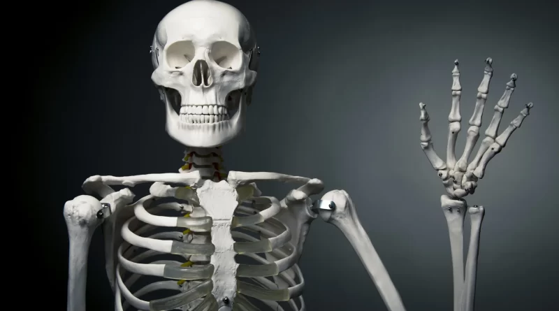 Here are 6 interesting things you might not know about the human skeleton